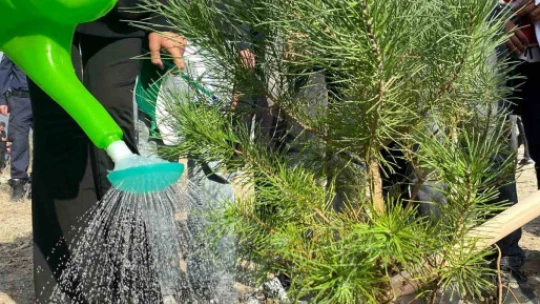Buharkent'te ağaç fidanları toprakla buluştu