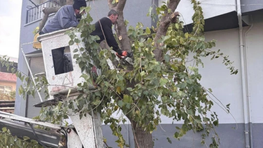 Buharkent'te ağaçlara kış bakımı