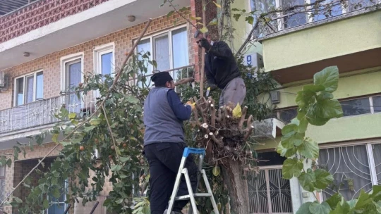 Buharkent'te ağaçlara kış bakımı