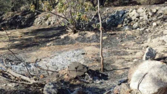 Buharkent'te arazi yangını