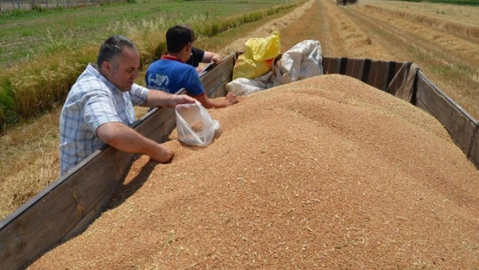 Buharkent'te buğday hasadı başladı