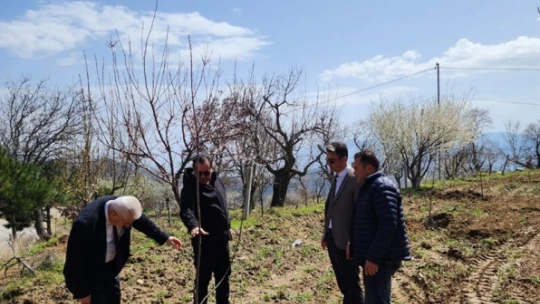 Buharkent'te dikimi yapılan incir ve kestane fidanları incelendi