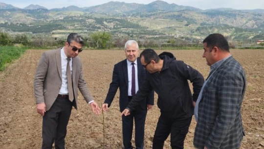 Buharkent'te dikimi yapılan incir ve kestane fidanları incelendi