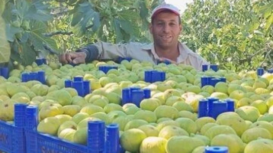 Buharkent'te erkenci taze incir hasadı başladı