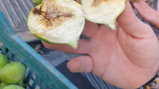 Buharkent'te ilek tezgahları denetlendi