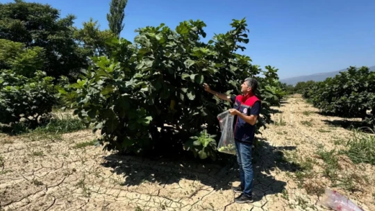 Buharkent'te incirlerde pestisit analizi devam ediyor