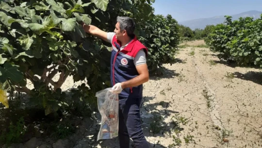 Buharkent'te incirlerde pestisit analizi devam ediyor