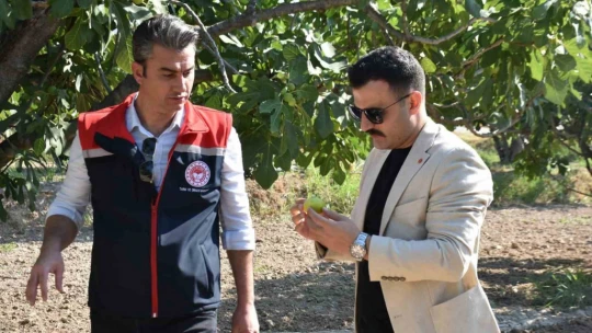 Buharkent'teki incir bahçeleri incelemelerde bulunuldu