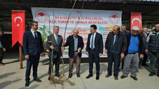 Buharkentli üreticiye kestane ve incir fidanı desteği