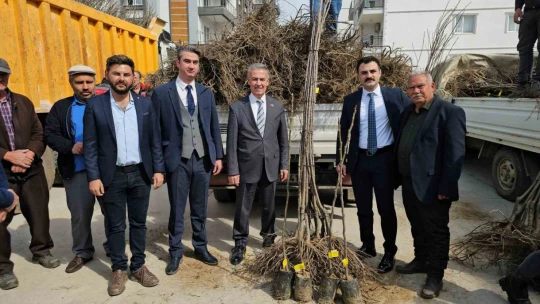 Buharkentli üreticiye kestane ve incir fidanı desteği