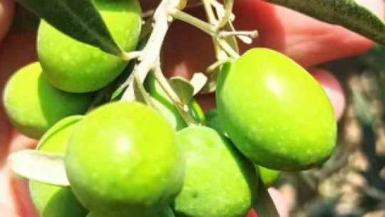 Buharkentli zeytincilere 'ilaçlama' çağrısı