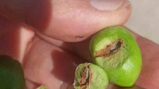 Buharkentli zeytincilere 'ilaçlama' çağrısı