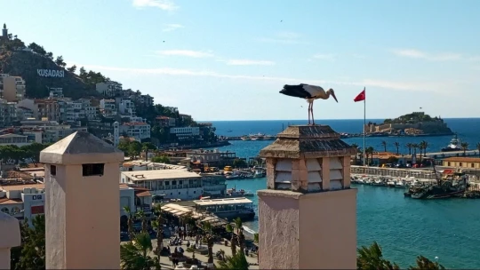 Bulgaristan'dan Kuşadası'na gelen yaralı leylek tedavi edilip, doğaya salındı