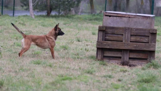 Büyükşehir'in arama kurtarma köpeği ödül aldı