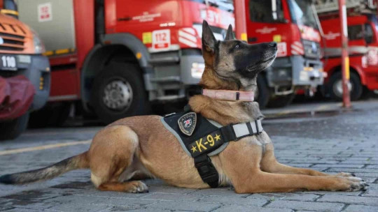 Büyükşehir'in arama kurtarma köpeği ödül aldı