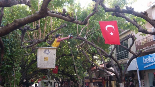 Büyükşehir İncirliova'da ağaçları budadı, vatandaşlar rahat bir nefes aldı