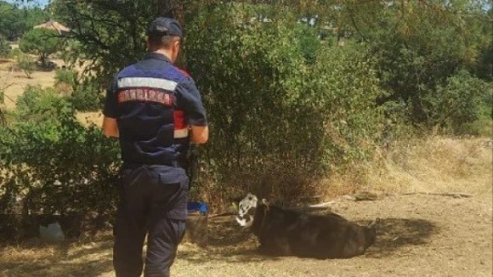 Çalınan hayvanlar jandarma tarafından kısa sürede bulundu