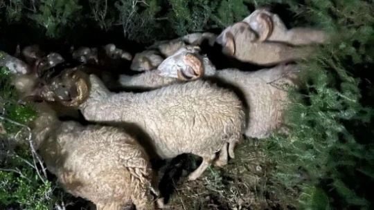 Çalındığı sanılan 15 koyunu jandarma ekipleri buldu