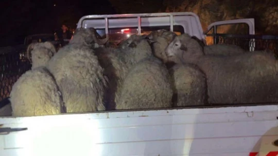 Çalındığı sanılan 15 koyunu jandarma ekipleri buldu