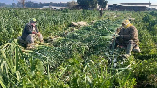 Çalışarak sağlığını koruyor ve ekonomik refahını sağlıyor