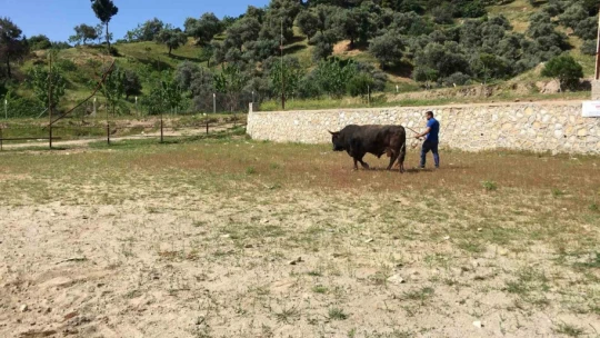 Çamköy'de boğa güreşi yapılacak