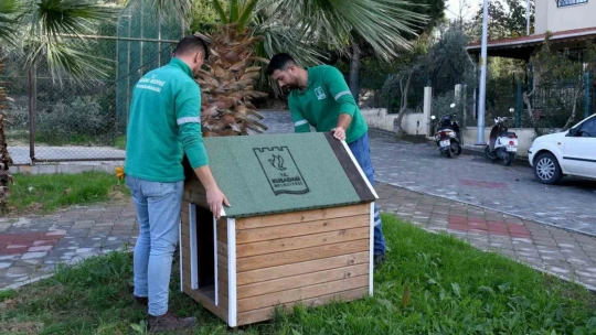 Can dostların yuvaları kışa hazır