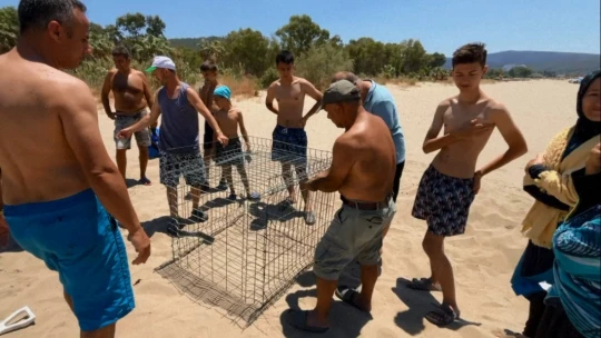 Caretta carettalar Kuşadası'nda 3 ayrı noktaya yumurta bıraktı