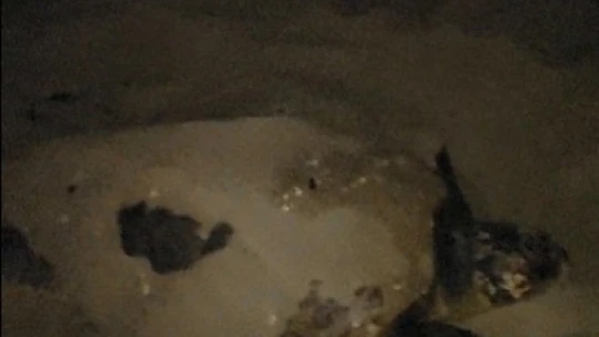 Caretta carettalar Kuşadası'nda 3 ayrı noktaya yumurta bıraktı