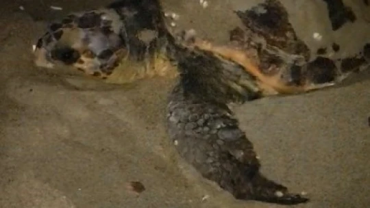 Caretta carettalar Kuşadası'nda 3 ayrı noktaya yumurta bıraktı