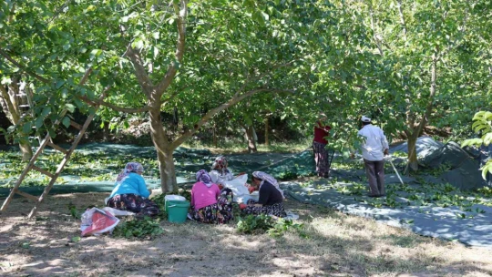 Cevizin tarladan sofraya zorlu yolculuğu başladı