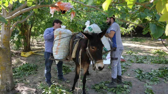 Cevizin tarladan sofraya zorlu yolculuğu başladı