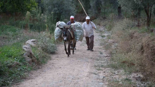 Cevizin tarladan sofraya zorlu yolculuğu başladı