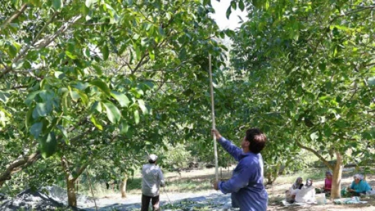 Cevizin tarladan sofraya zorlu yolculuğu başladı