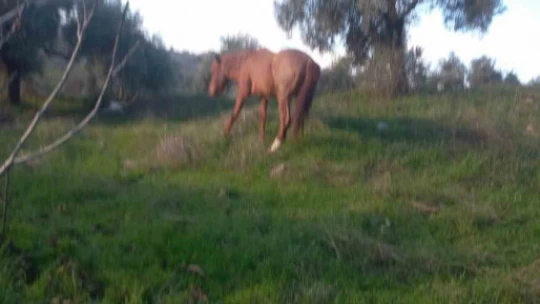 Çift sezonu bitince azat edilen atlar vatandaşları çileden çıkardı