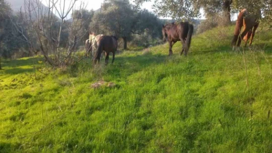 Çift sezonu bitince azat edilen atlar vatandaşları çileden çıkardı
