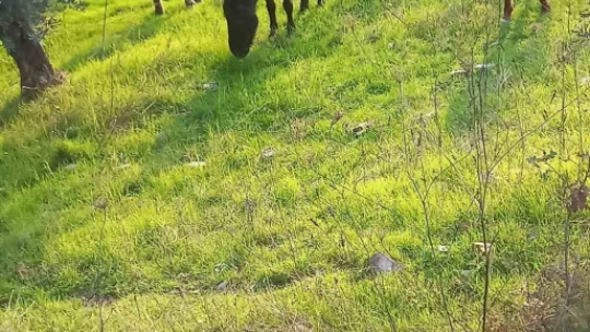 Çift sezonu bitince azat edilen atlar vatandaşları çileden çıkardı