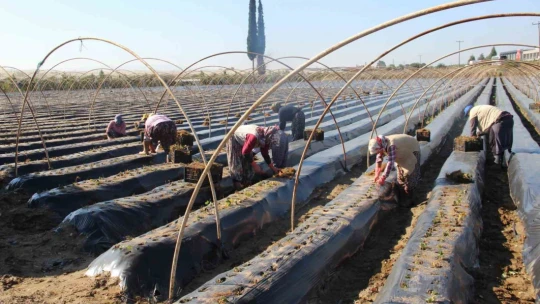 Çilek üreticisi tarlaya indi