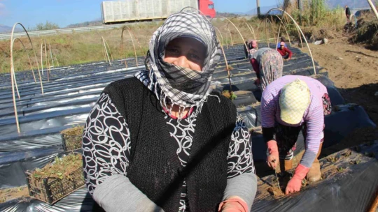 Çilek üreticisi tarlaya indi