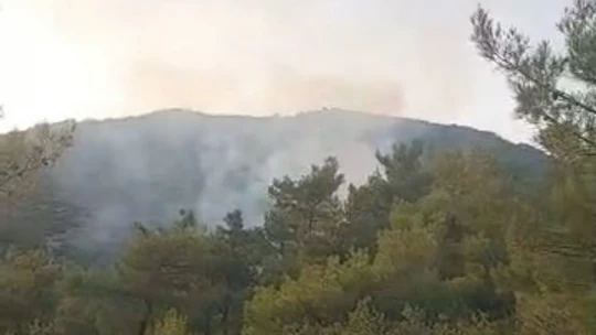 Çine'de orman yangını