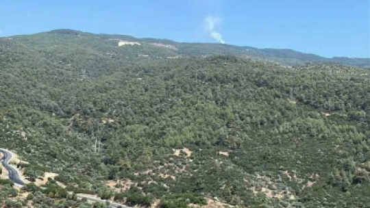 Çine'de orman yangını