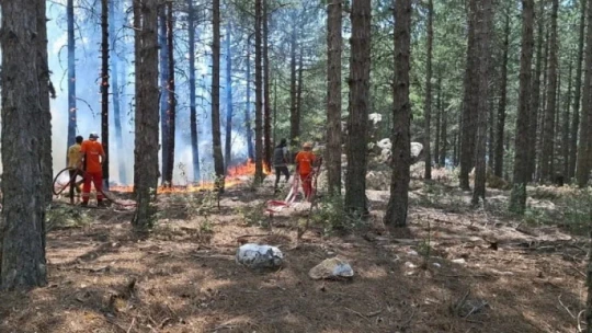Çine'de orman yangını