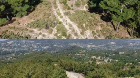 Çine'de orman yangınlarına karşı önleyici temizlik çalışması yapıldı