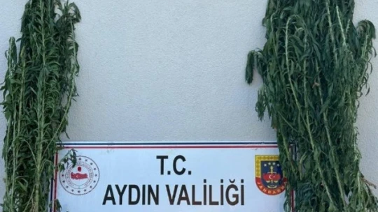Çine'de uyuşturucu operasyonu: 1 tutuklama