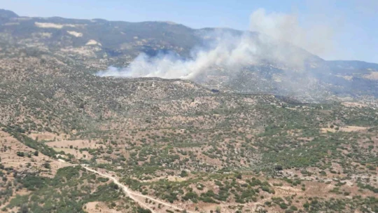 Çine'de zeytinlik alanda yangın çıktı