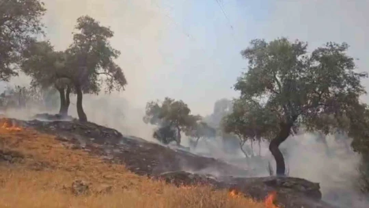 Çine'deki yangın kontrol altına alındı