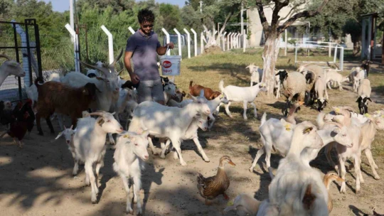 Çocuğuna taze süt içirmek için keçi aldı, kendisini çobanlık mesleğinin içinde buldu