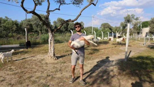 Çocuğuna taze süt içirmek için keçi aldı, kendisini çobanlık mesleğinin içinde buldu