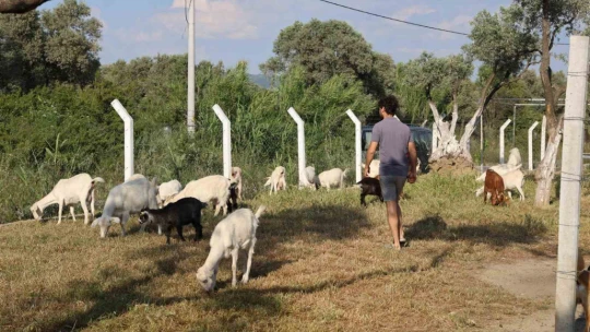 Çocuğuna taze süt içirmek için keçi aldı, kendisini çobanlık mesleğinin içinde buldu