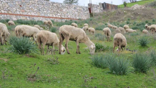 Çok sevdiği koyunlardan 32 yıldır kopamıyor