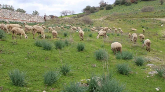 Çok sevdiği koyunlardan 32 yıldır kopamıyor